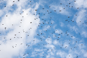 Flock flying birds in cloudy Sky