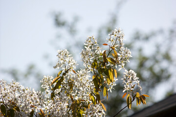 Amelanchier Lamarckii flowers