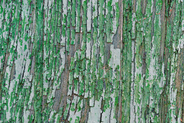 Obraz premium Textured green wood with grain