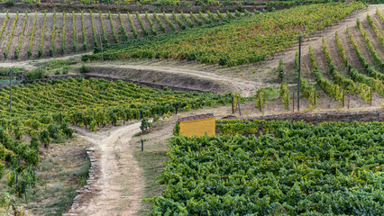 Fototapeta na wymiar Vineyard for the wine industry, aerial view