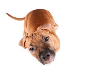 American Staffordshire Terrier puppy portrait isolated on white background. Dog muzzle close-up in studio