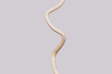 Fototapeta premium Naked branch on a gray background. Abstraction of the interior.