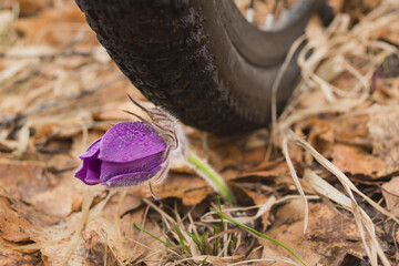 The bike steps on a young flower in the forest. Ecology, nature conservation