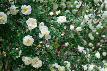 White rosehip flower close up. Background, texture. Twisting rose