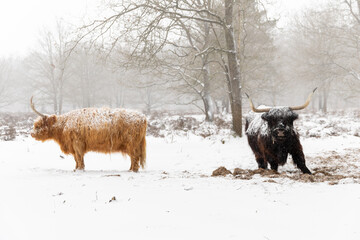 Cattle in the snow, Two scottish highlander cows standing in the snow, black and brown, bit misty surrounding in the forest