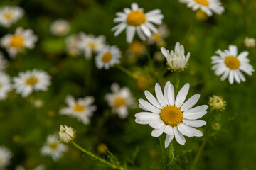 Fototapeta premium fresh Chamomille flowers which can be used for tea infusions to help to relief stomach aches. A natural herb found in nature, which also have wonderful flowers
