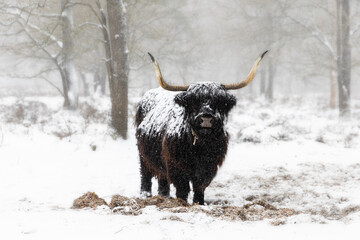 Cow in the snow, A black scottish highlander cowsstanding in the snow, bit misty surrounding in the forest