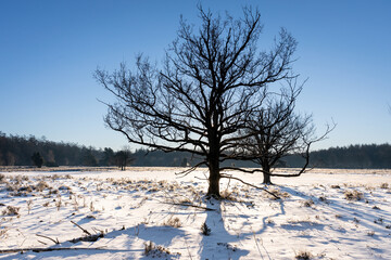 Morning sunrise in the snow, sunrise on winter morning ligth snow on field sun rays through tree branches blue sky nice shadows forest on background