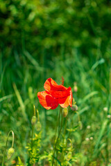 red poppy flower