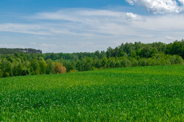 field and blue sky