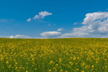 Fototapeta premium field and sky