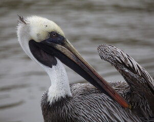 Portrait of Galapagos Brown Pelican (Pelecanus occidentalis urinator)  cleaning wings Galapagos Islands