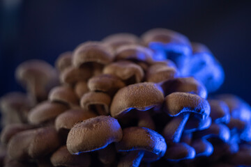natural growing shiitake mushroom on background