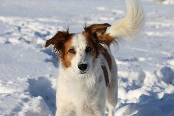 Border Collie Mix Leila spielt im glitzernden Schnee mit einem Stock.