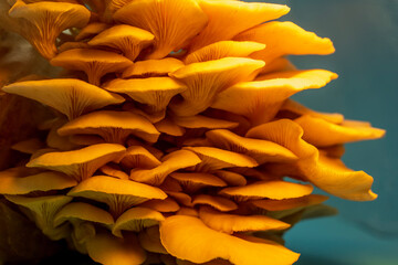 citrus yellow golden oyster mushroom 