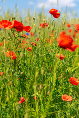 field of red poppies