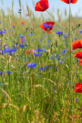 Obraz premium field of poppies
