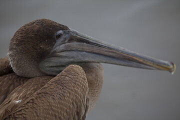 Closeup side on portrait of Galapagos Brown Pelican (Pelecanus occidentalis urinator) Galapagos Islands
