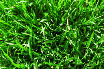 Fototapeta na wymiar Green grass background top view. Young sprouts of lush green grass.