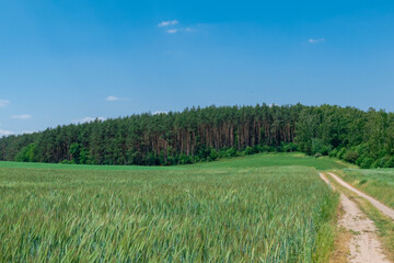 Obraz premium path in the forest