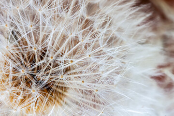 White dandelion head with seeds close-up. Selective soft focus. Natural spring, summer background