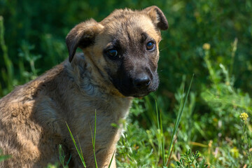 Naklejka na ściany i meble brown mongrel puppy on green grass background