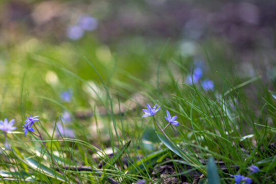 spring in the forest - Scilla bifolia, the alpine squill or two-leaf squil
