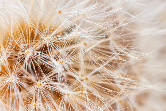 Abstract of airy and fluffy seed dandelion flower texture. Selective soft focus. Summer background