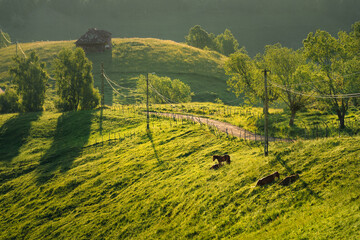 Horses on hills in a summer morning
