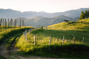 Fototapeta na wymiar landscape with fence and horse against mountains in summer morning