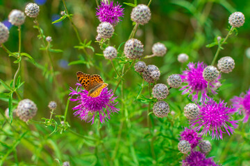 butterfly