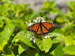 butterfly on flower