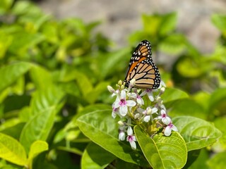 butterfly on a flower