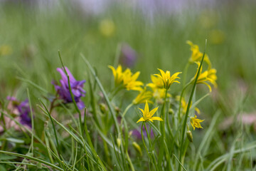 spring in the forest - Gagea minima, known as the least gagea