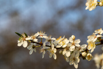 blossoming mirabelle plum branches