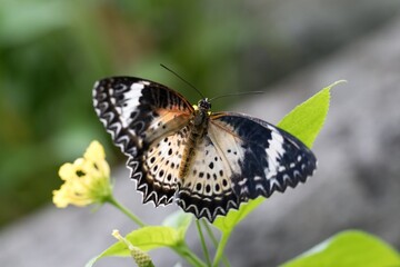 Betterfly Cethosia cyane