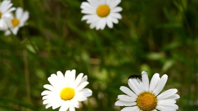 un bel prato con margherite che si muovono con il vento, le margherite in natura