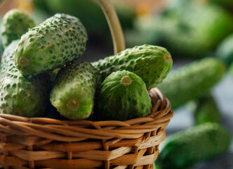 young fresh green cucumbers in a basket