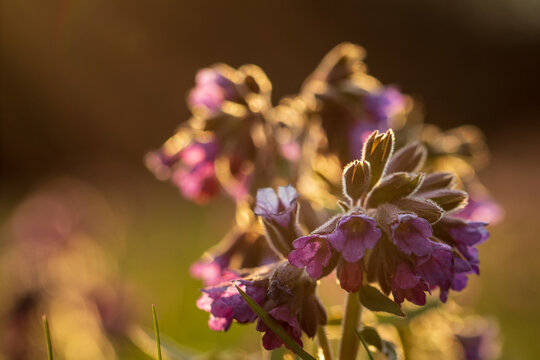close up of flowers - Pulmonaria (lungwort)