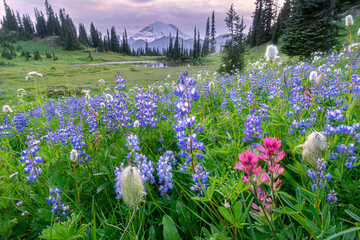 Amazing wildflowers blooming in Mount Rainier at Tipsoo Lake