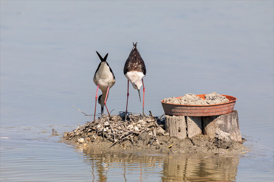 Coppia di uccelli acquatici, cavaliere d'italia, himantopus che nidifica in una riserva naturale nella laguna del mare di marano lagunare. 