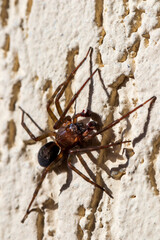 spider on the wall