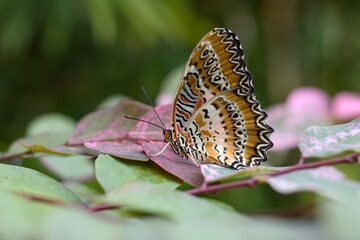 butterfly Centhosia biblis