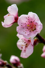 Obraz premium tree blossom