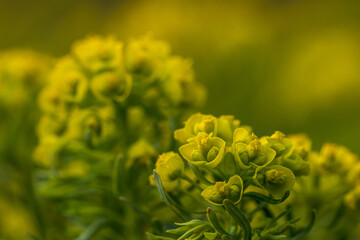 Euphorbia cyparissias, the cypress spurge