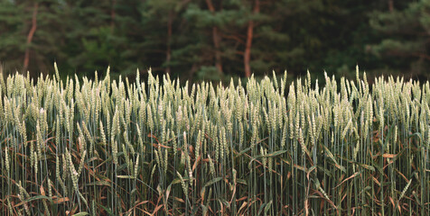 Green wheat on the background of a pine forest