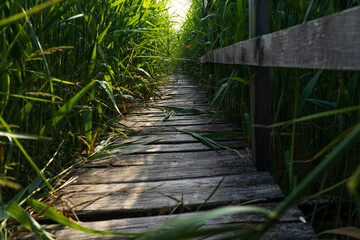 Wooden path in the reed field. Path through the reeds. 
The reed from Sic, Cluj, Romania