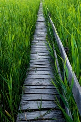 Obraz premium Wooden path in the reed field. Path through the reeds. The reed from Sic, Cluj, Romania