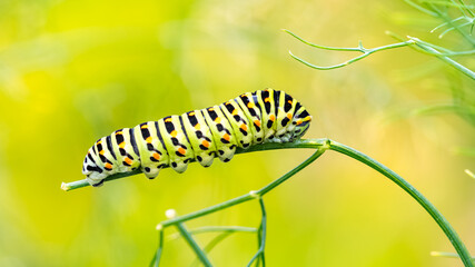 Caterpillar of an old world swallowtail