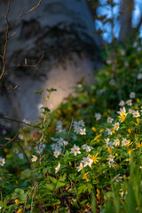 spring in the forest